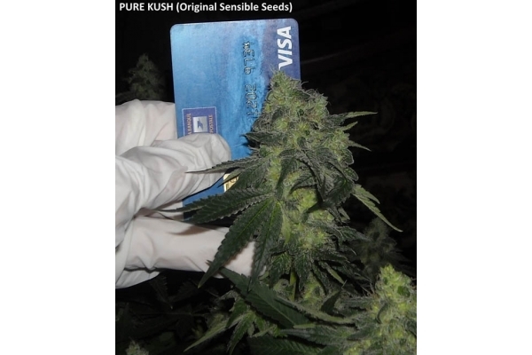 Pure Kush (Original Sensible) feminized Pure Kush (Original Sensible) feminized