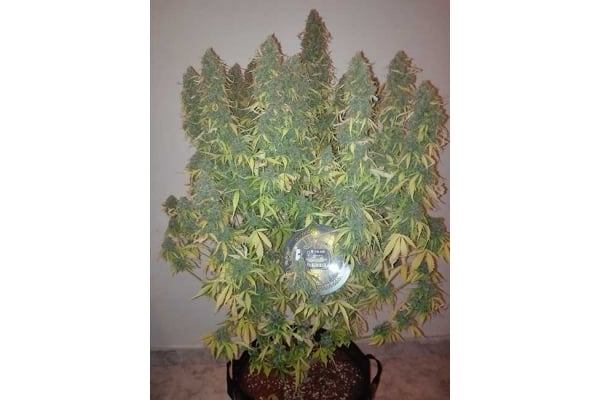 Big Bang Autoflowering (Greenhouse Seeds) feminized Big Bang Autoflowering (Greenhouse Seeds) feminized