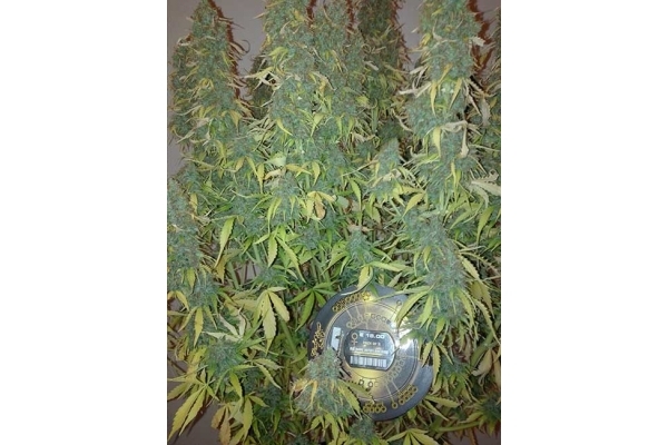 Big Bang Autoflowering (Greenhouse Seeds) feminized Big Bang Autoflowering (Greenhouse Seeds) feminized