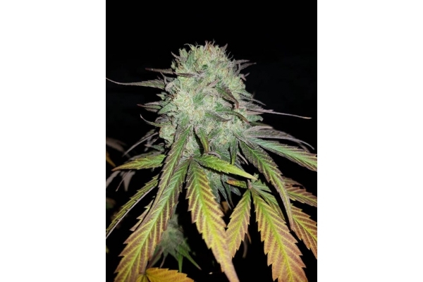 Painkiller XL (Royal Queen Seeds) feminized