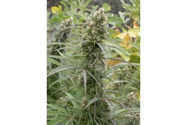 Congo (ACE Seeds) feminized