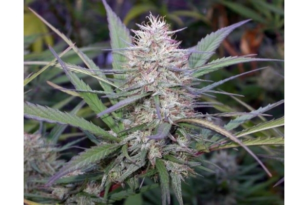 Congo (ACE Seeds) feminized