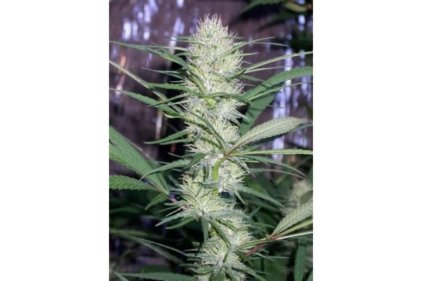 Congo (ACE Seeds) feminized