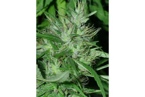 Congo (ACE Seeds) feminized