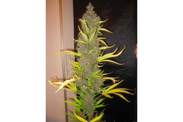 Congo (ACE Seeds) feminized