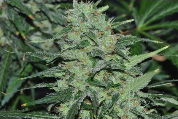 Malawi (ACE Seeds) feminized Malawi (ACE Seeds) feminized