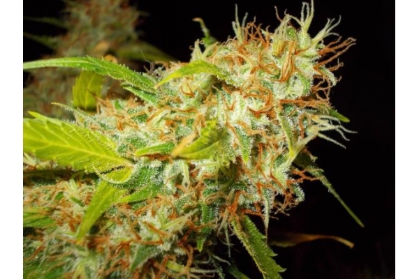 Zamaldelica (ACE Seeds) feminized Zamaldelica (ACE Seeds) feminized