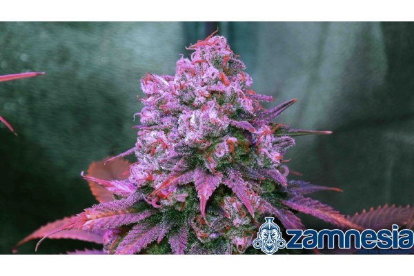 Blue Dream (Zamnesia Seeds) feminized Blue Dream (Zamnesia Seeds) feminized
