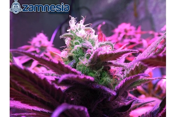 Blue Dream (Zamnesia Seeds) feminized Blue Dream (Zamnesia Seeds) feminized
