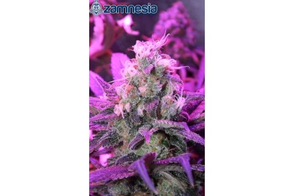 Blue Dream (Zamnesia Seeds) feminized Blue Dream (Zamnesia Seeds) feminized