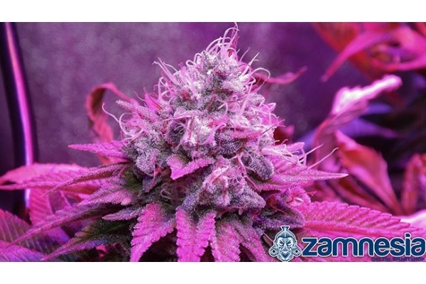 Blue Dream (Zamnesia Seeds) feminized Blue Dream (Zamnesia Seeds) feminized