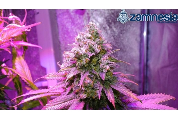 Blue Dream (Zamnesia Seeds) feminized Blue Dream (Zamnesia Seeds) feminized