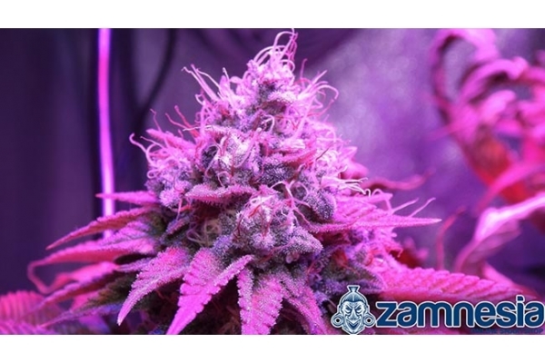 Blue Dream (Zamnesia Seeds) feminized Blue Dream (Zamnesia Seeds) feminized