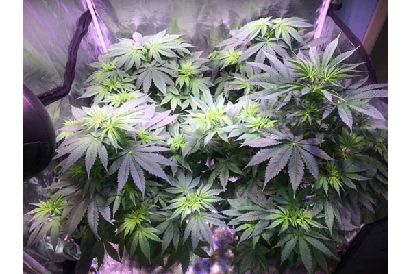 Blue Dream (Zamnesia Seeds) feminized Blue Dream (Zamnesia Seeds) feminized