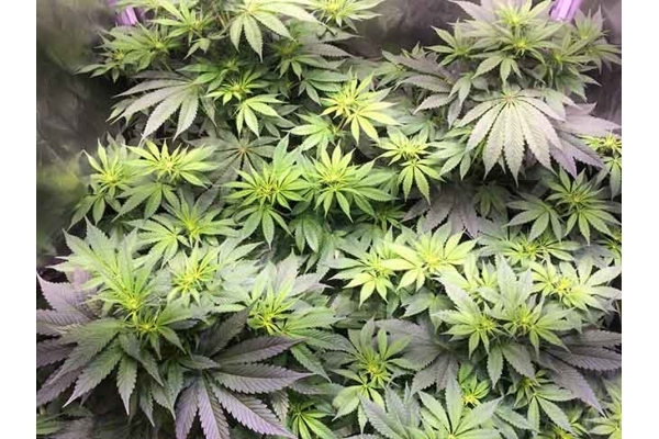Blue Dream (Zamnesia Seeds) feminized Blue Dream (Zamnesia Seeds) feminized