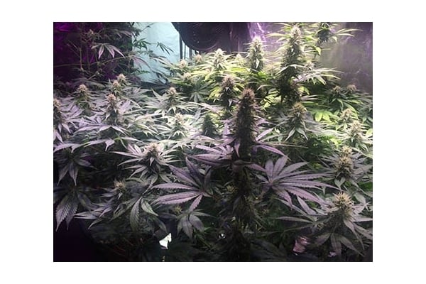 Blue Dream (Zamnesia Seeds) feminized Blue Dream (Zamnesia Seeds) feminized