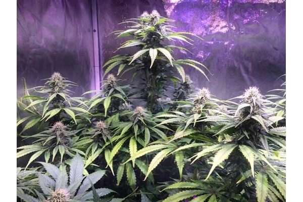 Blue Dream (Zamnesia Seeds) feminized Blue Dream (Zamnesia Seeds) feminized