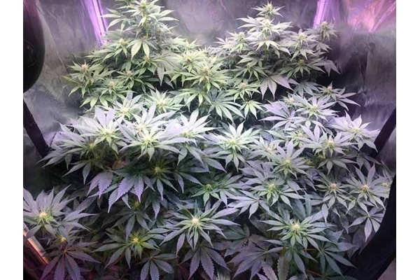 Blue Dream (Zamnesia Seeds) feminized Blue Dream (Zamnesia Seeds) feminized