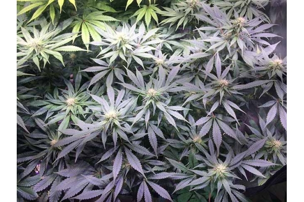 Blue Dream (Zamnesia Seeds) feminized Blue Dream (Zamnesia Seeds) feminized