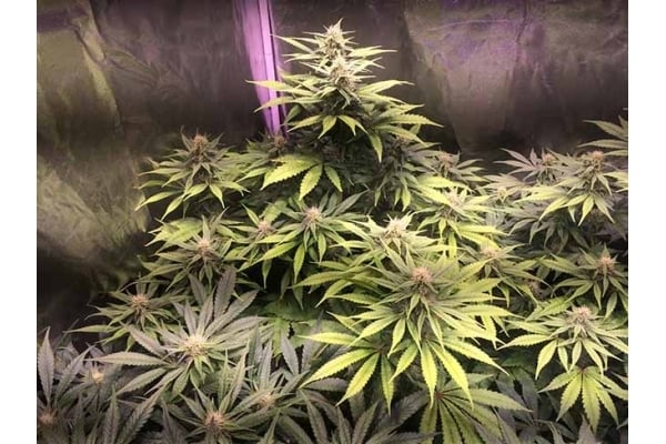 Blue Dream (Zamnesia Seeds) feminized Blue Dream (Zamnesia Seeds) feminized