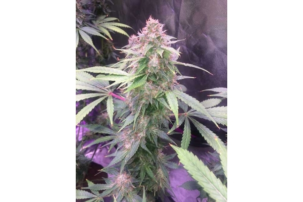 Blue Dream (Zamnesia Seeds) feminized Blue Dream (Zamnesia Seeds) feminized