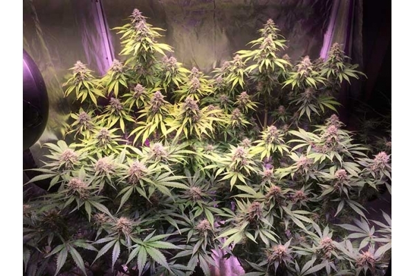 Blue Dream (Zamnesia Seeds) feminized Blue Dream (Zamnesia Seeds) feminized