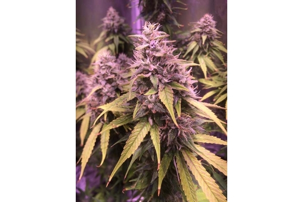 Blue Dream (Zamnesia Seeds) feminized Blue Dream (Zamnesia Seeds) feminized