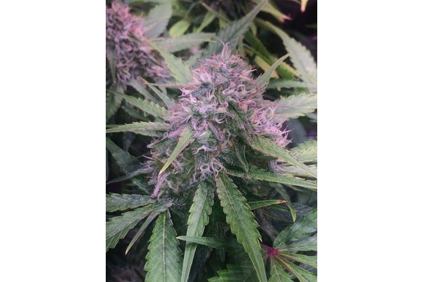Blue Dream (Zamnesia Seeds) feminized Blue Dream (Zamnesia Seeds) feminized