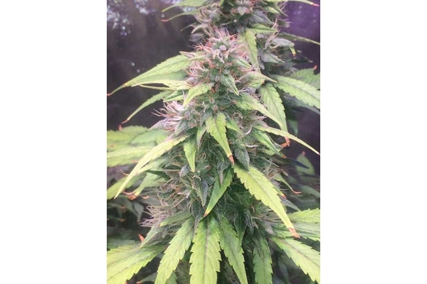 Blue Dream (Zamnesia Seeds) feminized Blue Dream (Zamnesia Seeds) feminized