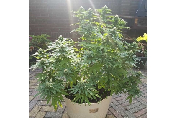 Blue Dream (Zamnesia Seeds) feminized Blue Dream (Zamnesia Seeds) feminized