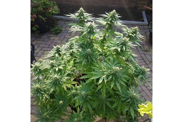 Blue Dream (Zamnesia Seeds) feminized Blue Dream (Zamnesia Seeds) feminized