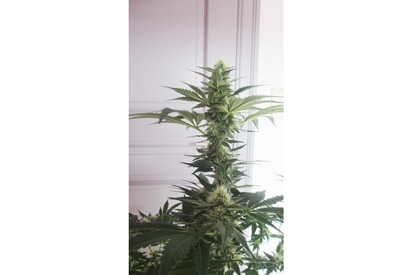 Blue Dream (Zamnesia Seeds) feminized Blue Dream (Zamnesia Seeds) feminized
