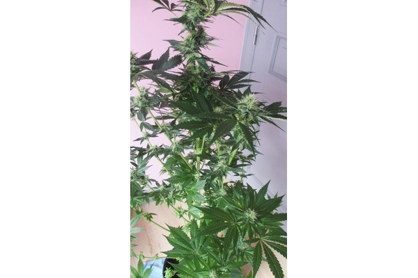 Blue Dream (Zamnesia Seeds) feminized Blue Dream (Zamnesia Seeds) feminized