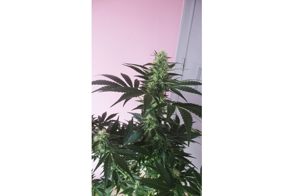 Blue Dream (Zamnesia Seeds) feminized Blue Dream (Zamnesia Seeds) feminized