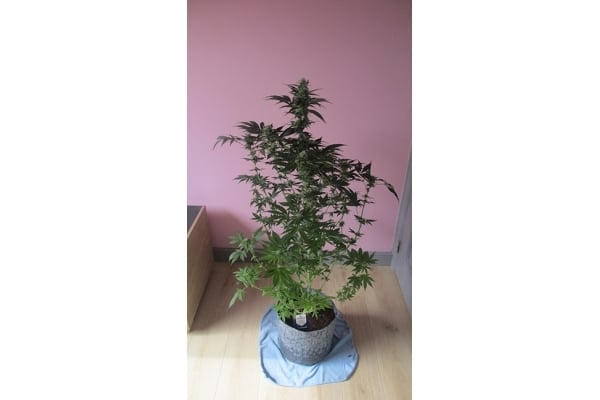 Blue Dream (Zamnesia Seeds) feminized Blue Dream (Zamnesia Seeds) feminized