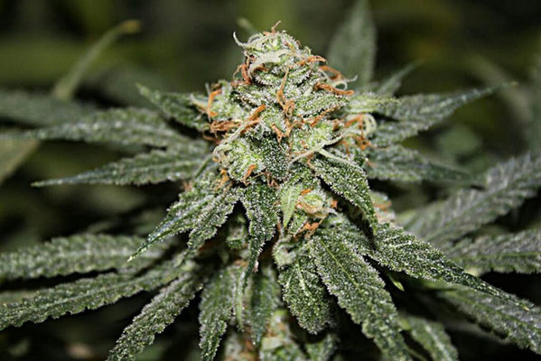 Blue Dream (Zamnesia Seeds) feminized Blue Dream (Zamnesia Seeds) feminized
