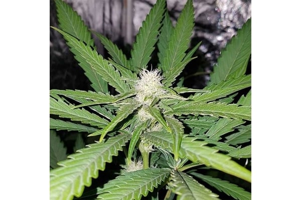 Northern Lights (Zamnesia Seeds) feminized Northern Lights (Zamnesia Seeds) feminized