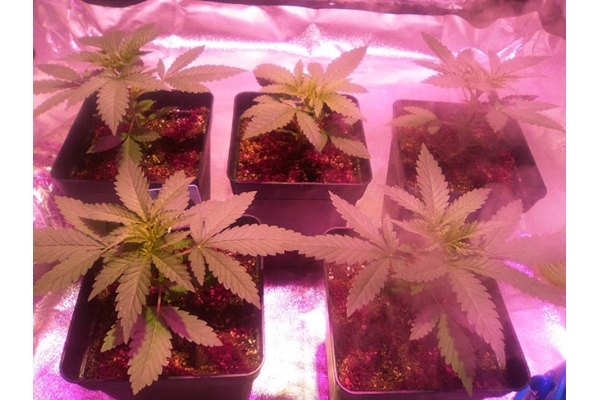 Critical (Zamnesia Seeds) feminized Critical (Zamnesia Seeds) feminized