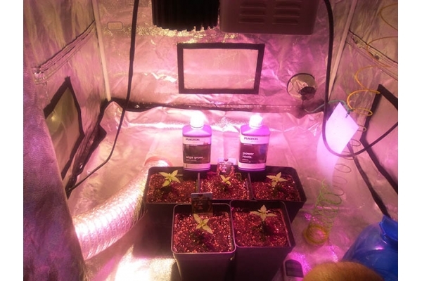 Critical (Zamnesia Seeds) feminized Critical (Zamnesia Seeds) feminized