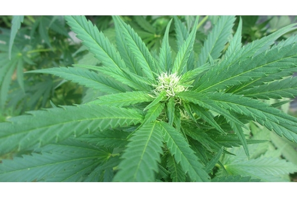 Critical (Zamnesia Seeds) feminized Critical (Zamnesia Seeds) feminized