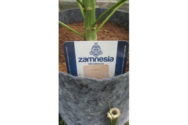 Critical (Zamnesia Seeds) feminized Critical (Zamnesia Seeds) feminized