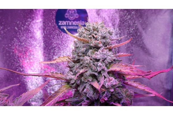 OG Kush (Zamnesia Seeds) feminized OG Kush (Zamnesia Seeds) feminized