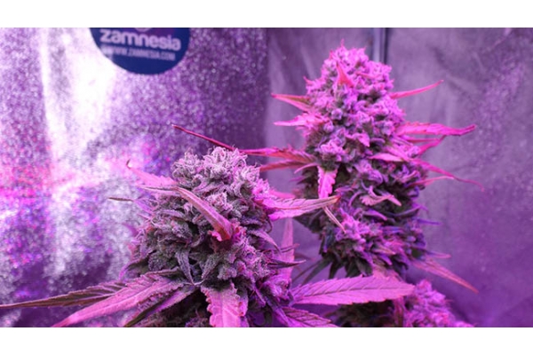 OG Kush (Zamnesia Seeds) feminized OG Kush (Zamnesia Seeds) feminized