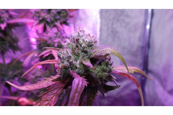 OG Kush (Zamnesia Seeds) feminized OG Kush (Zamnesia Seeds) feminized