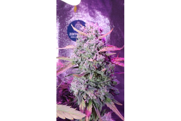 OG Kush (Zamnesia Seeds) feminized OG Kush (Zamnesia Seeds) feminized
