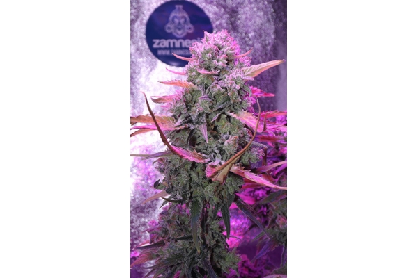 OG Kush (Zamnesia Seeds) feminized OG Kush (Zamnesia Seeds) feminized