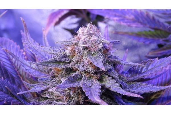 Cheese (Zamnesia Seeds) feminized Cheese (Zamnesia Seeds) feminized