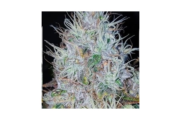 Monster Bud Kush (Zamnesia Seeds) feminized Monster Bud Kush (Zamnesia Seeds) feminized