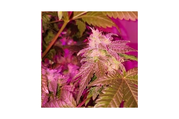 Monster Bud Kush (Zamnesia Seeds) feminized Monster Bud Kush (Zamnesia Seeds) feminized
