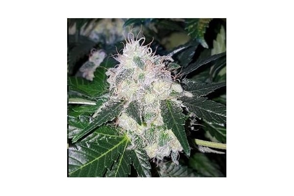 Monster Bud Kush (Zamnesia Seeds) feminized Monster Bud Kush (Zamnesia Seeds) feminized